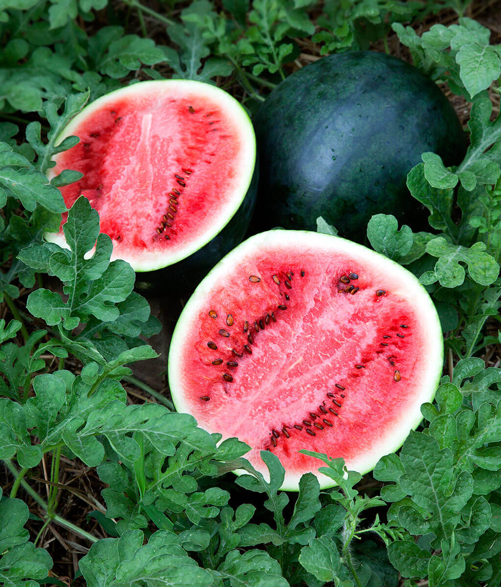 Watermelon Sugar Baby