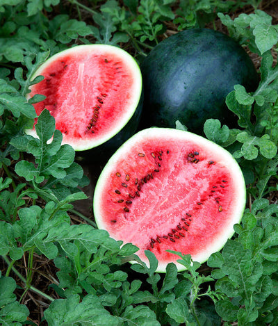 Watermelon Sugar Baby