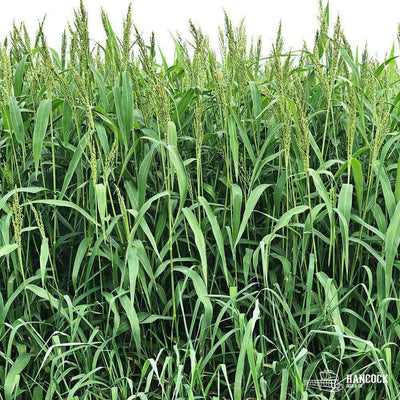 Brown Top Millet Seed Field Seed