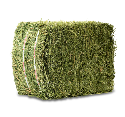 Hay Alfalfa Oregon Compressed Square Bale
