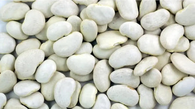 Lima Bean Ford Hook Bush 1 oz