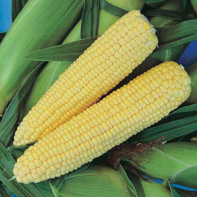Honey Select Triple Sweet Corn 1 oz