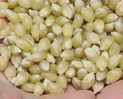 Popcorn Seed Japanese Hull Les White 1 oz