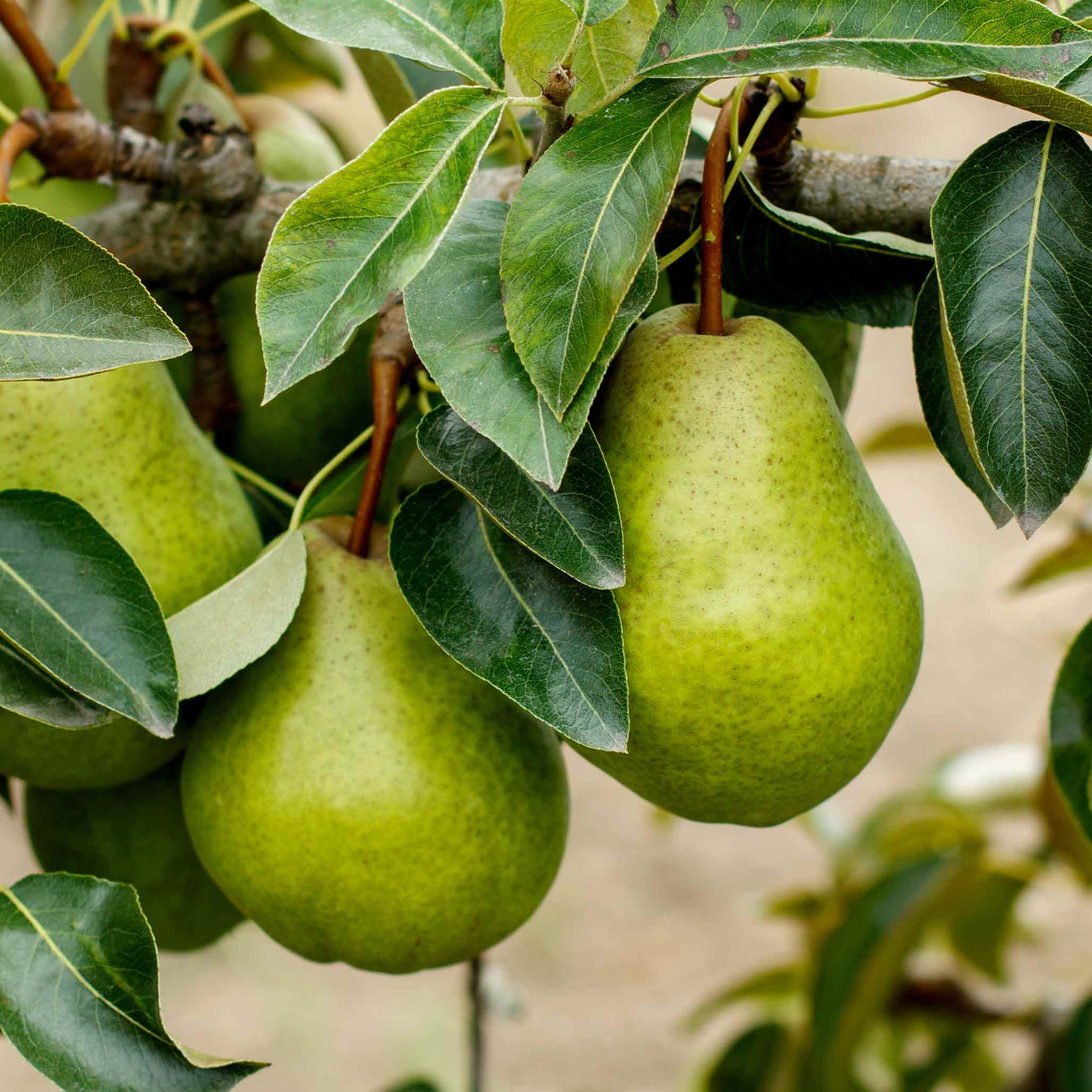 Fruit Tree 5 gallon Pear