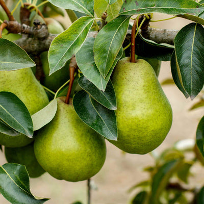 Fruit Tree 5 gallon Pear