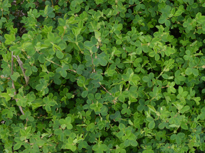 Lespedeza Korean 50 lb