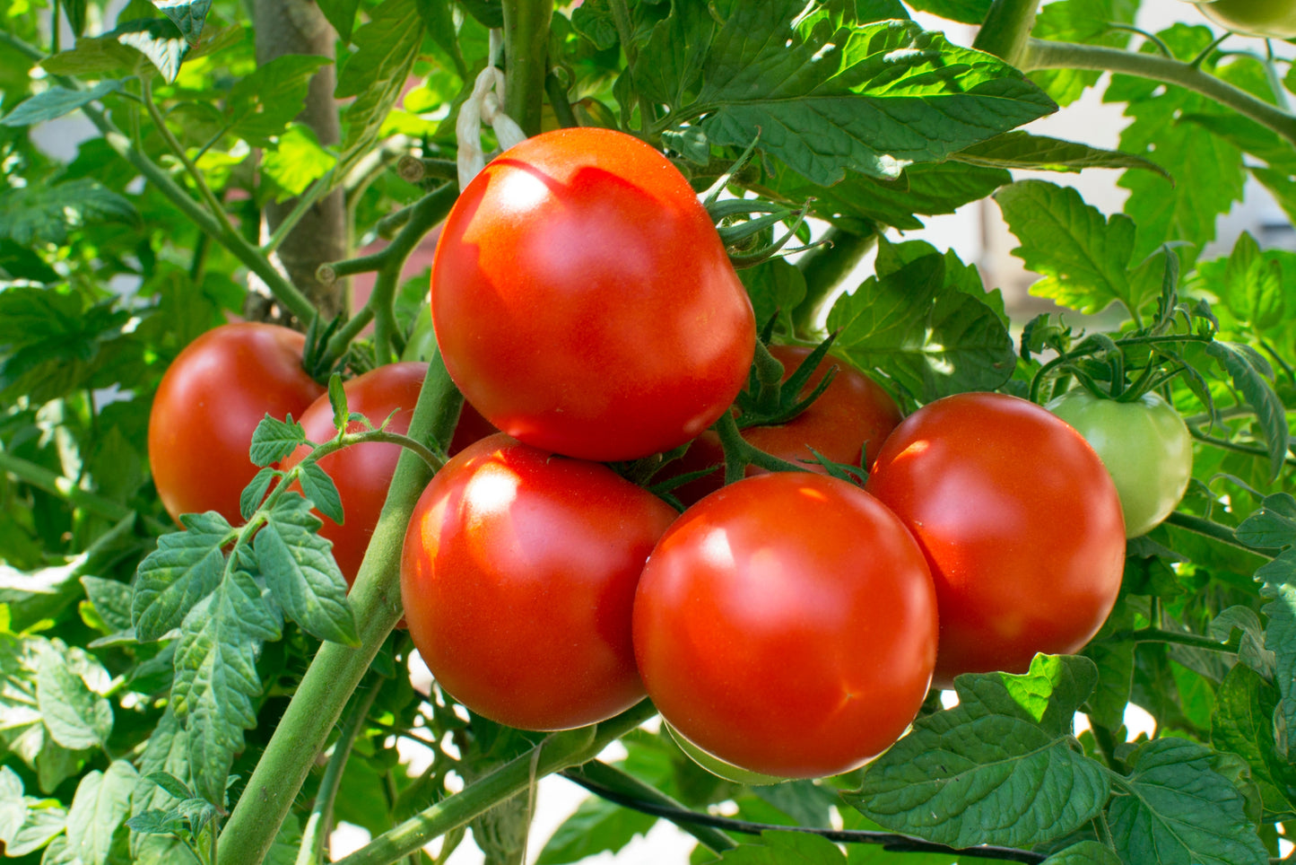 Tomato Seed 30 per pack